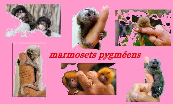 Les augmentations du membre dans la clinique